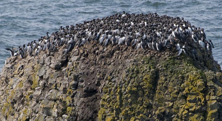 Common Murre 1641.jpg